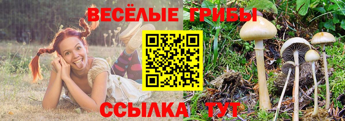 Псилоцибиновые грибы прущие грибы  Вход с VPN  Галлюциногенные грибы мицелий  Муравленко 